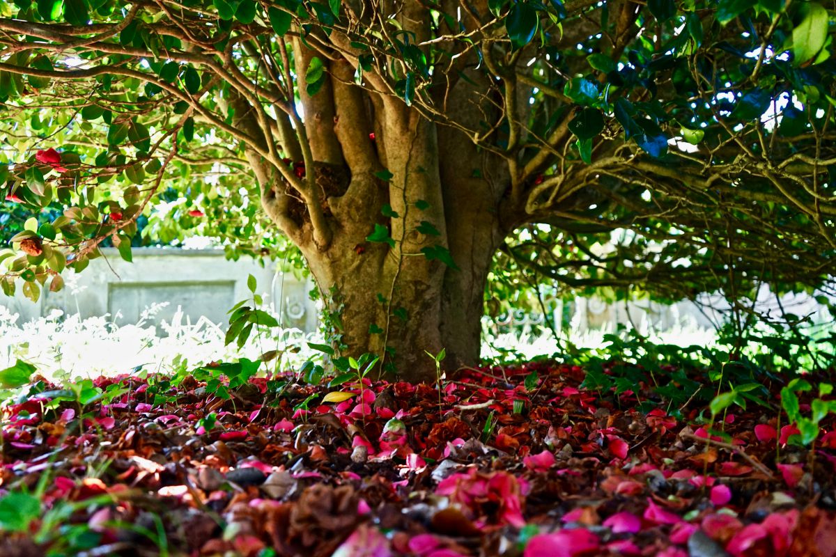 Una camelia en el parque de la Fonte Baixa, en Luarca (Asturias). Una camelia en el parque de la Fonte Baixa, en Luarca (Asturias).