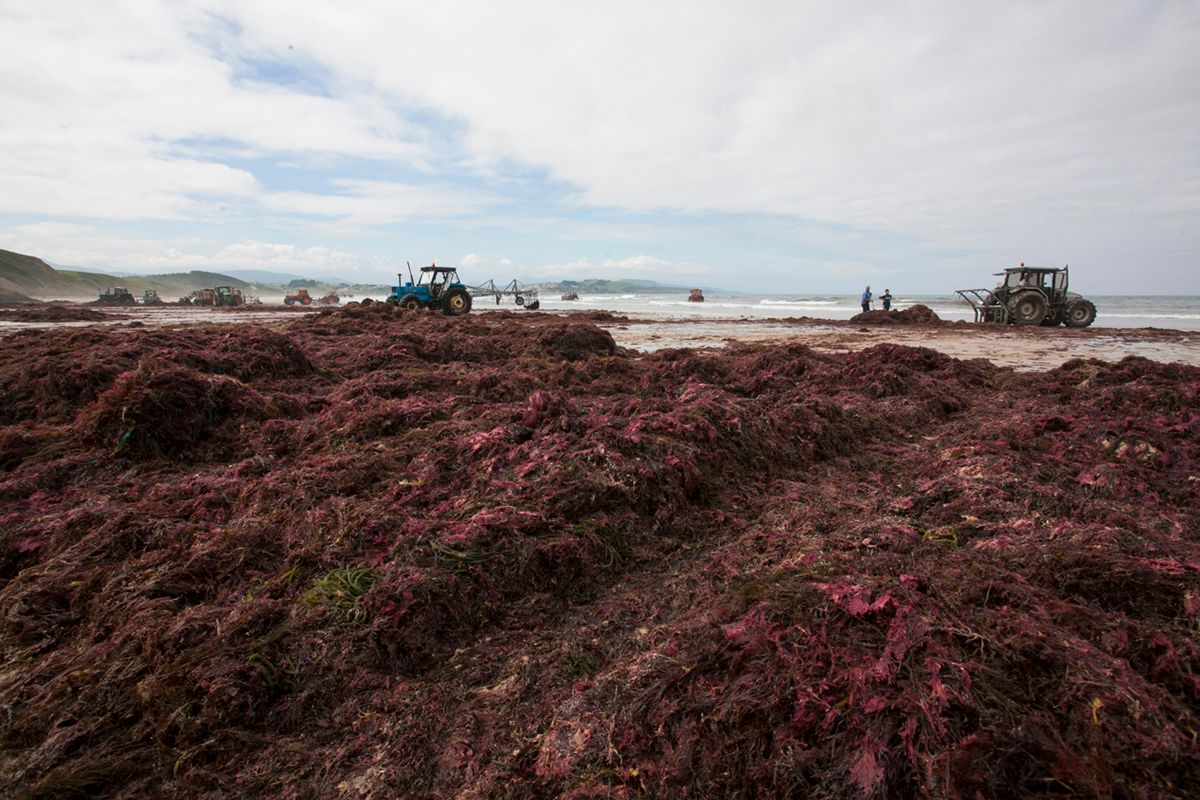 Las algas amontonadas que se van extrayendo del mar Las algas amontonadas que se van extrayendo del mar