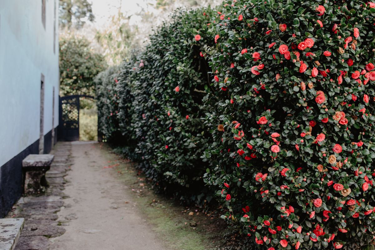 Un muro de camelias da la bienvenida al jardín de Rivadulla. Un muro de camelias da la bienvenida al jardín de Rivadulla.