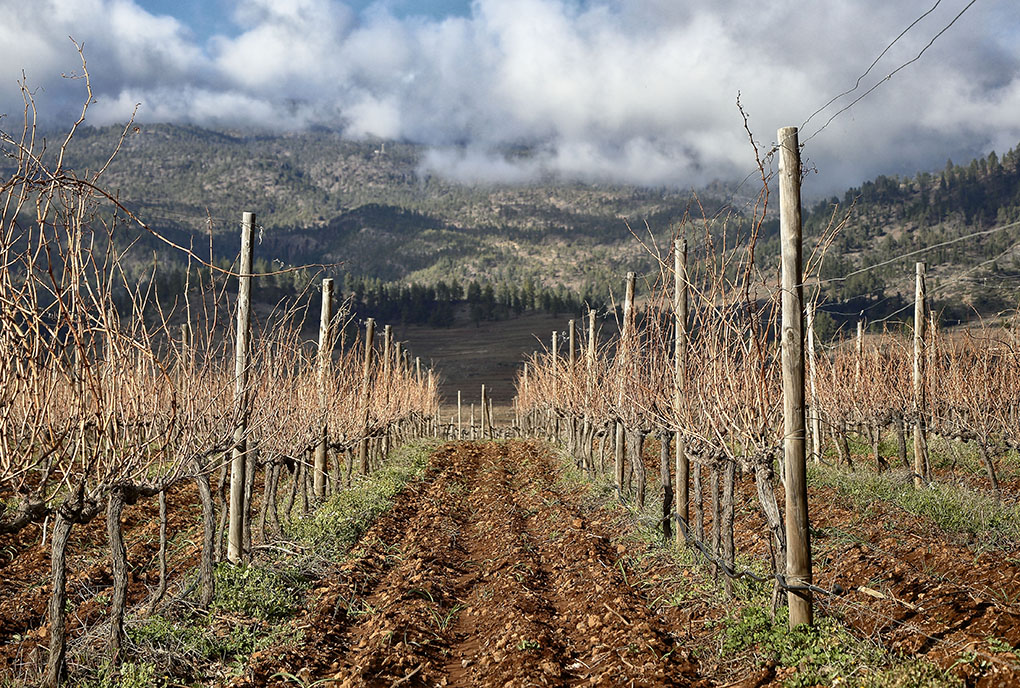 Los viñedos de Altos de Trevejos, a los pies del Teide -cubierto por las nubes-. Los viñedos de Altos de Trevejos, a los pies del Teide -cubierto por las nubes-.