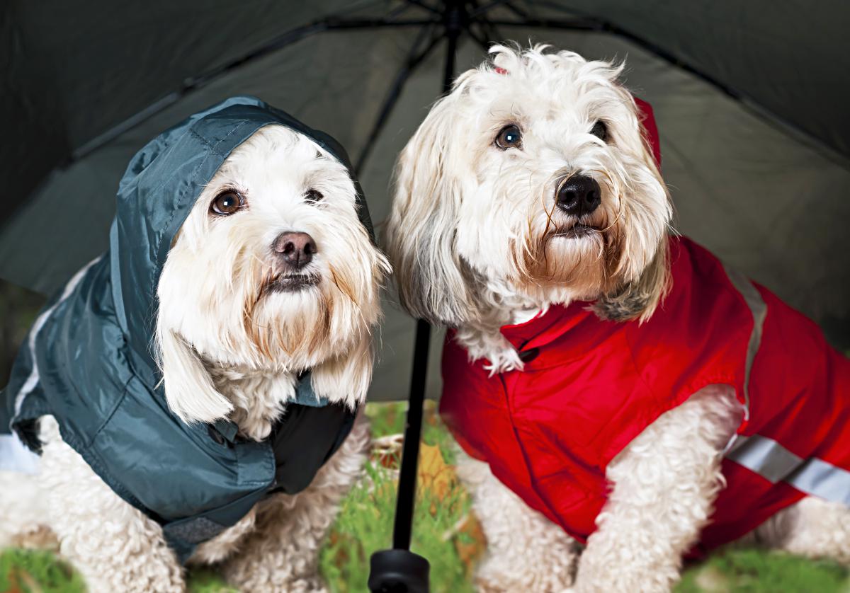 Un impermeable viene bien para los días de lluvia. Foto: shutterstock. Un impermeable viene bien para los días de lluvia. Foto: shutterstock.