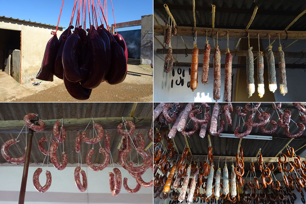 Chorizos, morcillas y salchichones cuelgan del techo secándose, el último paso de la matanza del cerdo ibérico en la comarca de Los Barros, Badajoz. Chorizos, morcillas y salchichones cuelgan del techo secándose, el último paso de la matanza del cerdo ibérico en la comarca de Los Barros, Badajoz.