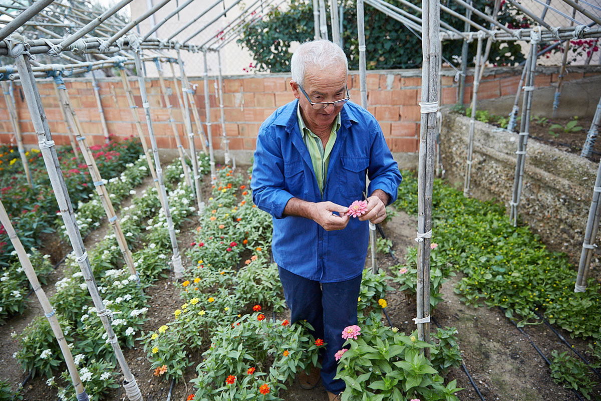 Este año, quieren plantar siete y ocho variedades nuevas. Este año, quieren plantar siete y ocho variedades nuevas.