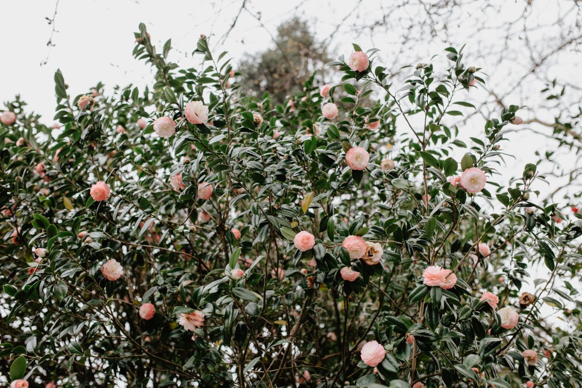 Las camelias florecen en invierno, entre noviembre y abril. Las camelias florecen en invierno, entre noviembre y abril.