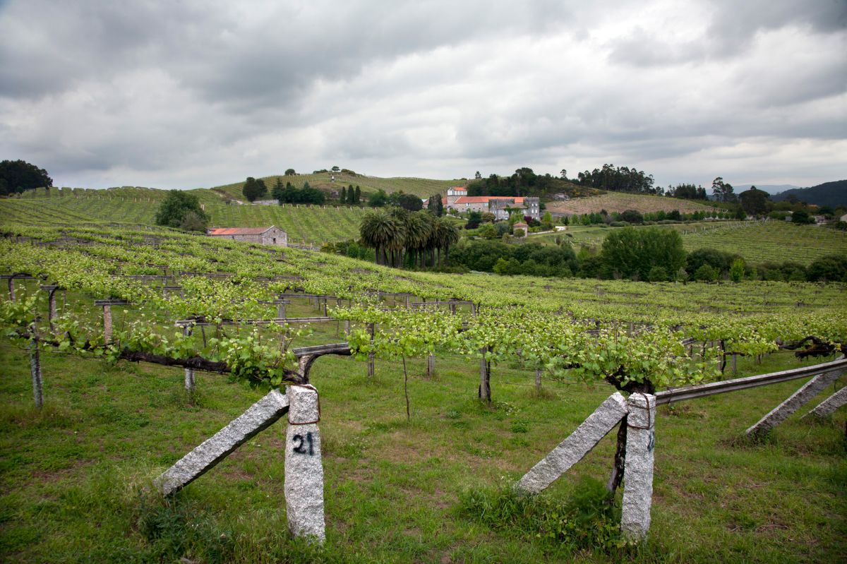 Viñedos cerca del Pazo Baión, en Vilanova de Arousa. Viñedos cerca del Pazo Baión, en Vilanova de Arousa.