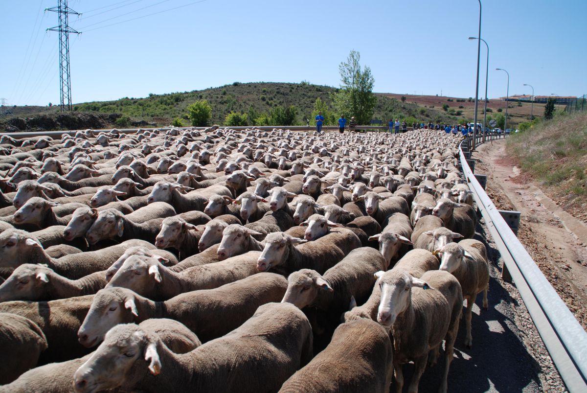 Un rebaño de ovejas regresan desde Trujillo, en Extremadura, hasta la Oncala, en Soria. Foto: Soria Vacaciones. Un rebaño de ovejas regresan desde Trujillo, en Extremadura, hasta la Oncala, en Soria. Foto: Soria Vacaciones.