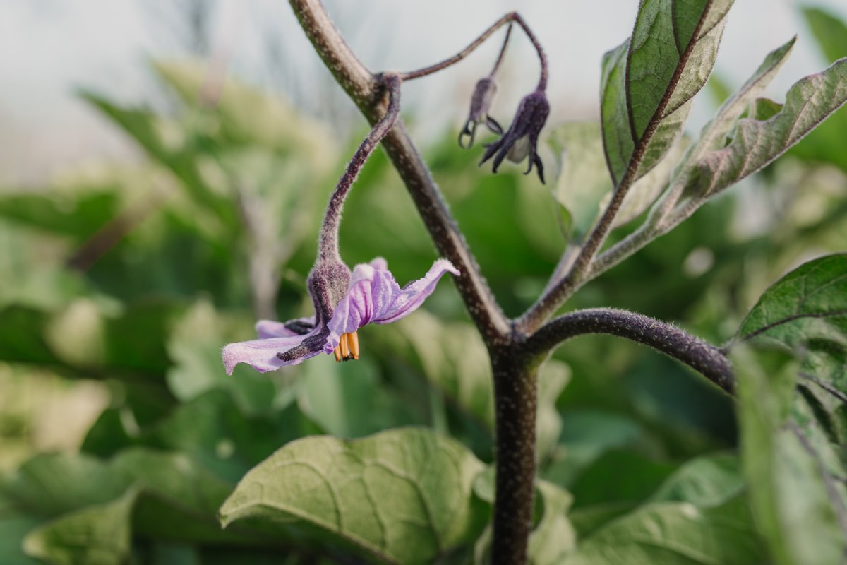 La flor de la berenjena, preparada para dar fruto. La flor de la berenjena, preparada para dar fruto.