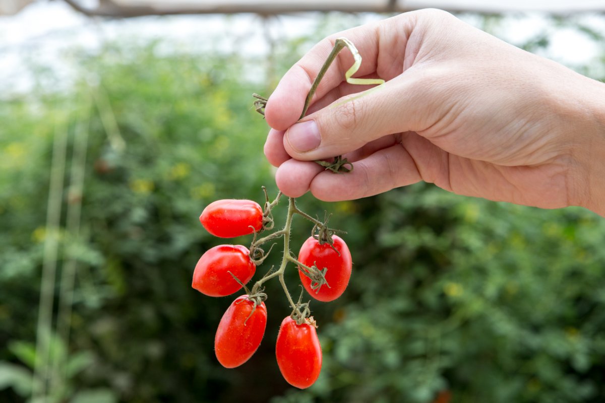 Tomates antiguos de Navarra: tomates cherry en rama en el invernadero Sola Tomates antiguos de Navarra: tomates cherry en rama en el invernadero Sola