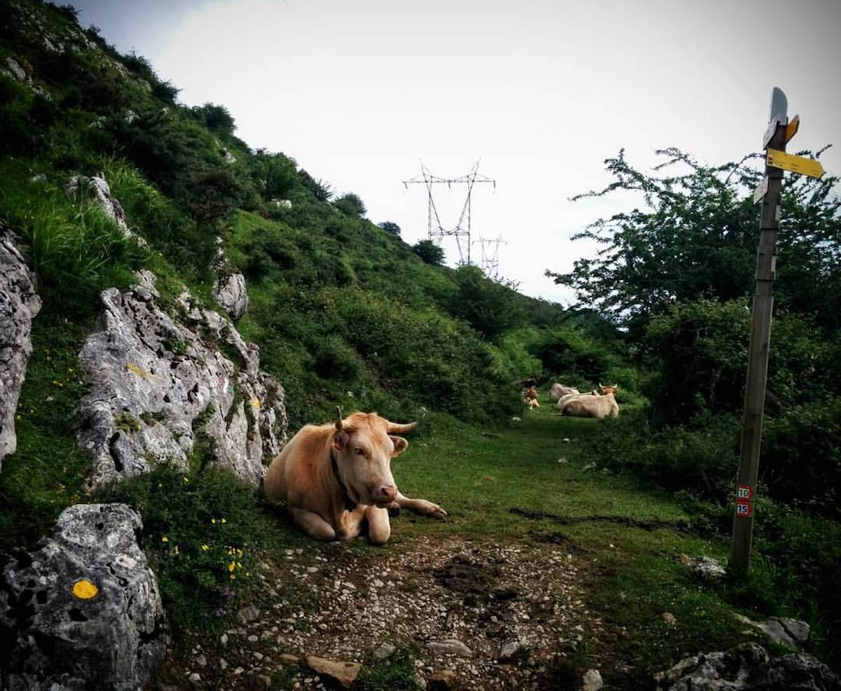 Las marcas amarillas (junto a las vacas) indican el camino. Foto: Facebook del Maratón Zegama Aizkorri. Las marcas amarillas (junto a las vacas) indican el camino. Foto: Facebook del Maratón Zegama Aizkorri.