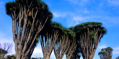 Dragos de Burracas. Foto de: Saúl Santos. Cedida por: Patronato de Turismo de La Palma. Dragos de Burracas. Foto de: Saúl Santos. Cedida por: Patronato de Turismo de La Palma.