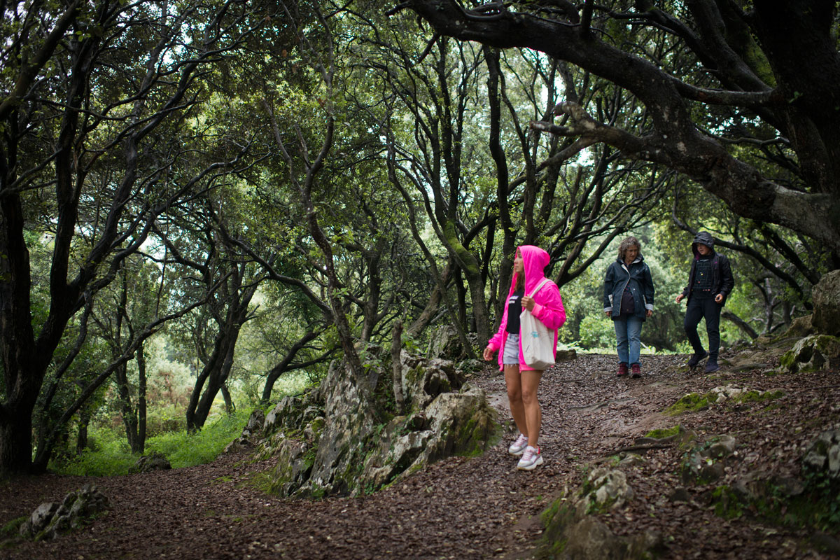 El bosque de encinas que rodea San Emeterio y Santa María de Tina. Foto: Sofía Moro. El bosque de encinas que rodea San Emeterio y Santa María de Tina. Foto: Sofía Moro.