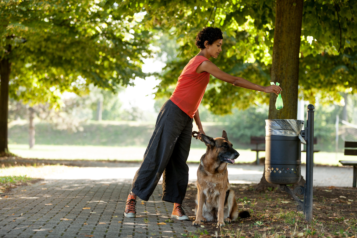 Perro paseando por el parque Perro paseando por el parque
