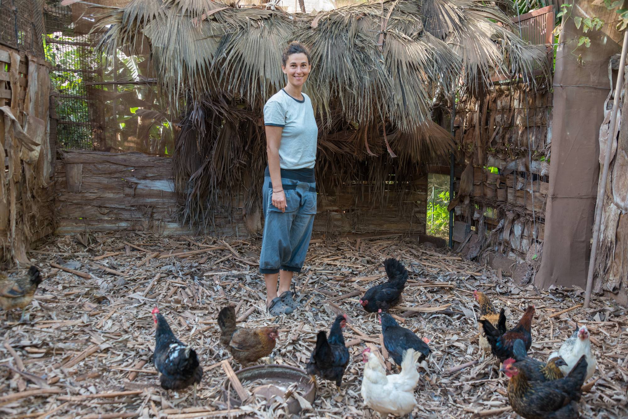 En 'Las Musas', las gallinas se comen el picudo, un insecto muy dañino para las plataneras. En 'Las Musas', las gallinas se comen el picudo, un insecto muy dañino para las plataneras.