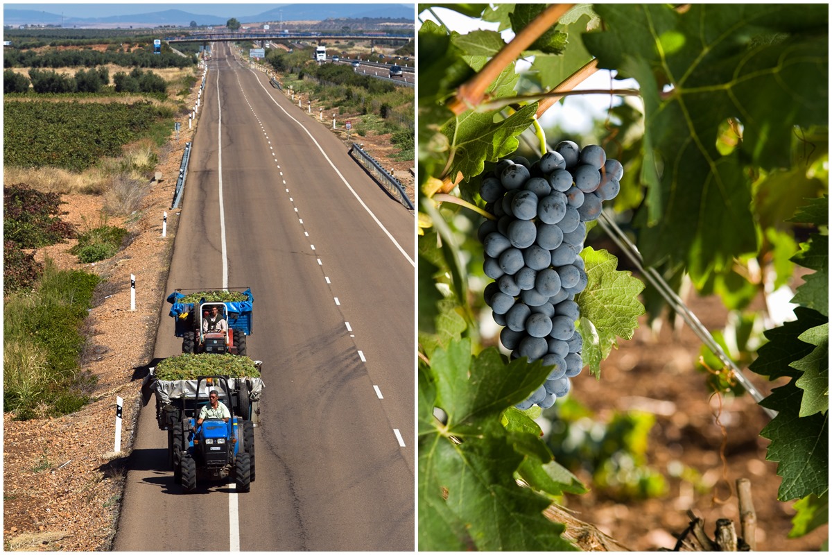 Tierra de Barros es la comarca vinatera extremeña por excelencia. Tierra de Barros es la comarca vinatera extremeña por excelencia.