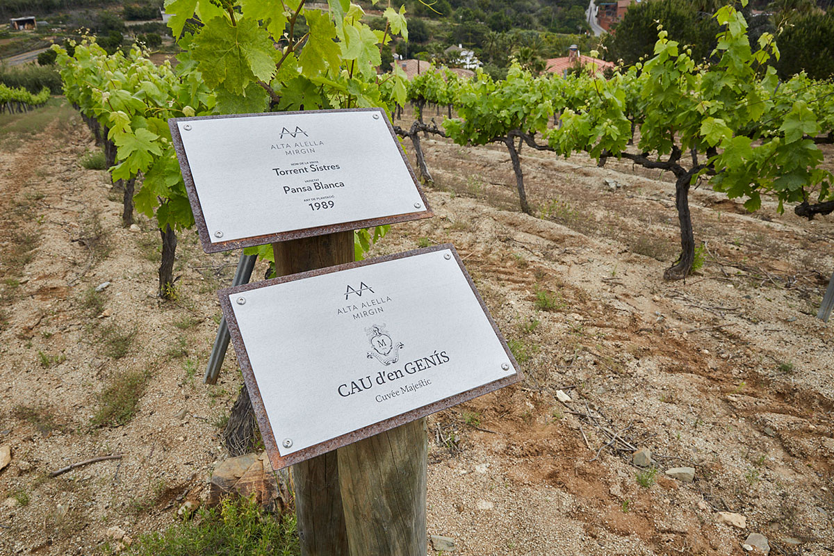 Viñedos donde se produce la uva para elaborar Cau d’en Genis, el vino hecho en exclusividad para el restaurante 'Solc'. Viñedos donde se produce la uva para elaborar Cau d’en Genis, el vino hecho en exclusividad para el restaurante 'Solc'.