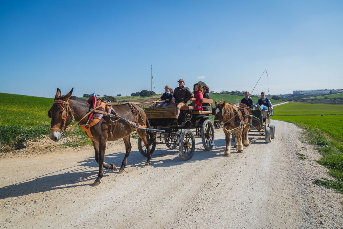 Los carros tirados por una mula y un caballo percherón, a la cola de la cabalgata. Los carros tirados por una mula y un caballo percherón, a la cola de la cabalgata.