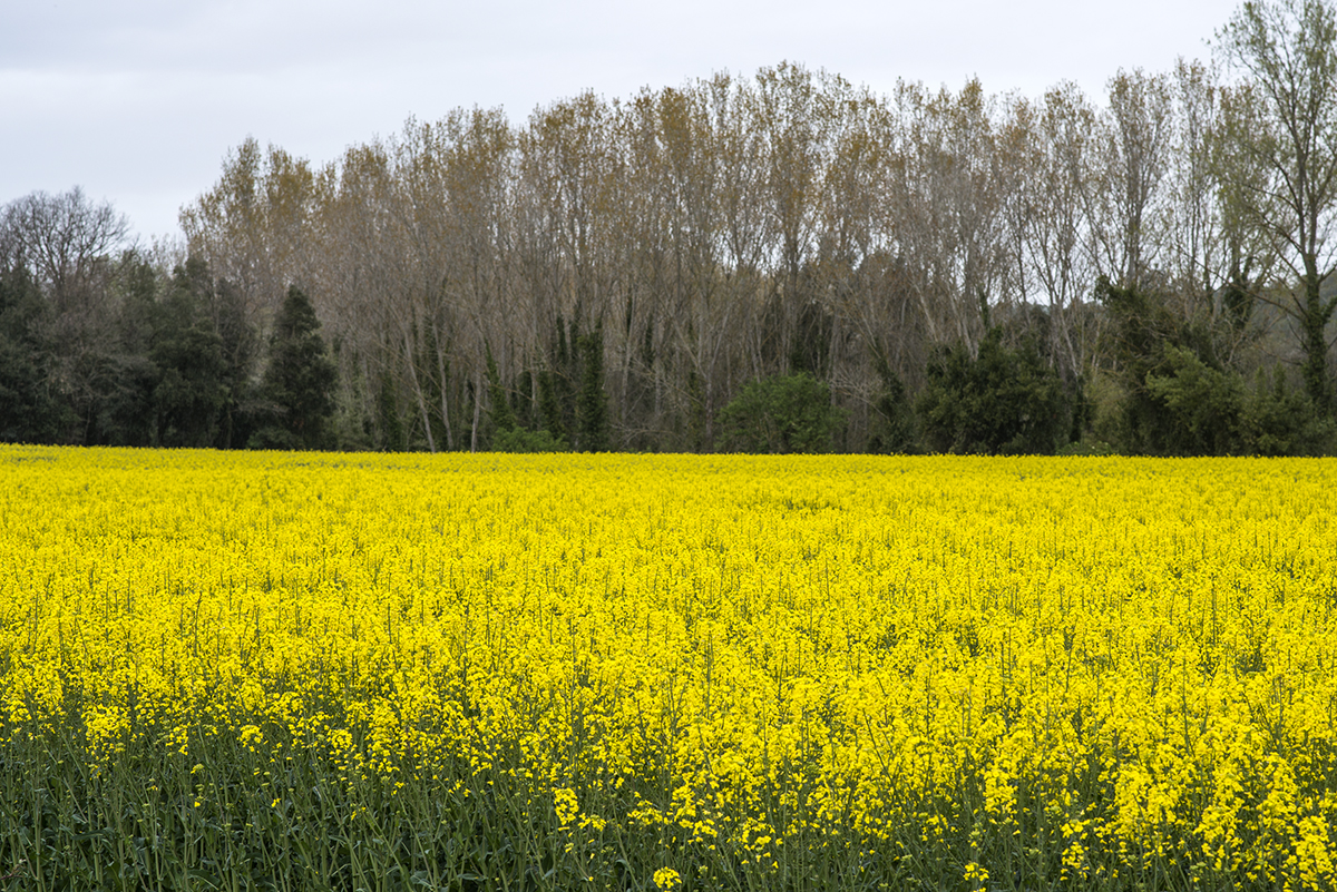Cuando la primavera ha sido húmeda, los campos de colza estallan como nunca. Cuando la primavera ha sido húmeda, los campos de colza estallan como nunca.