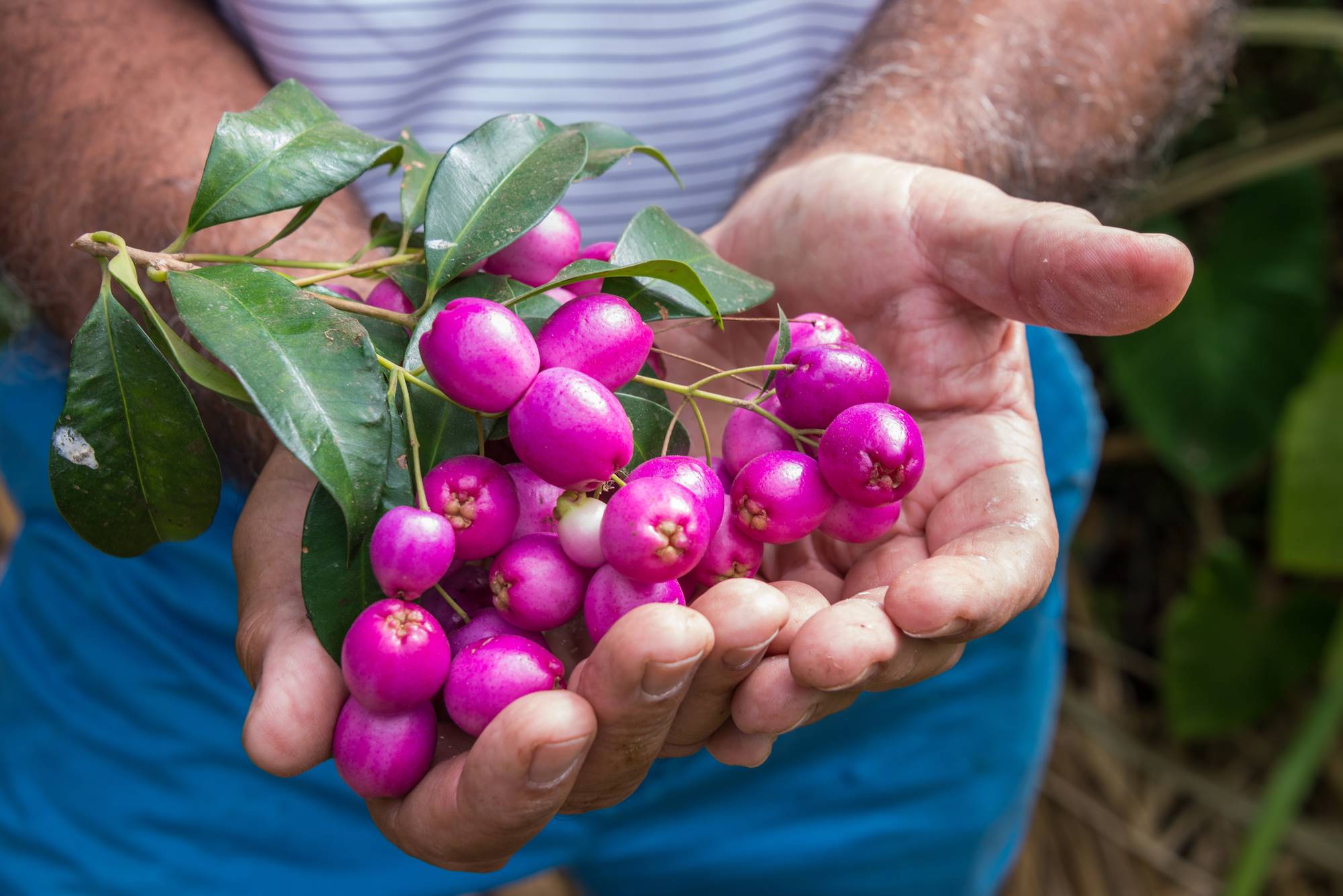 No solo crecen plátanos en el suelo de 'La Calabacera'. No solo crecen plátanos en el suelo de 'La Calabacera'.