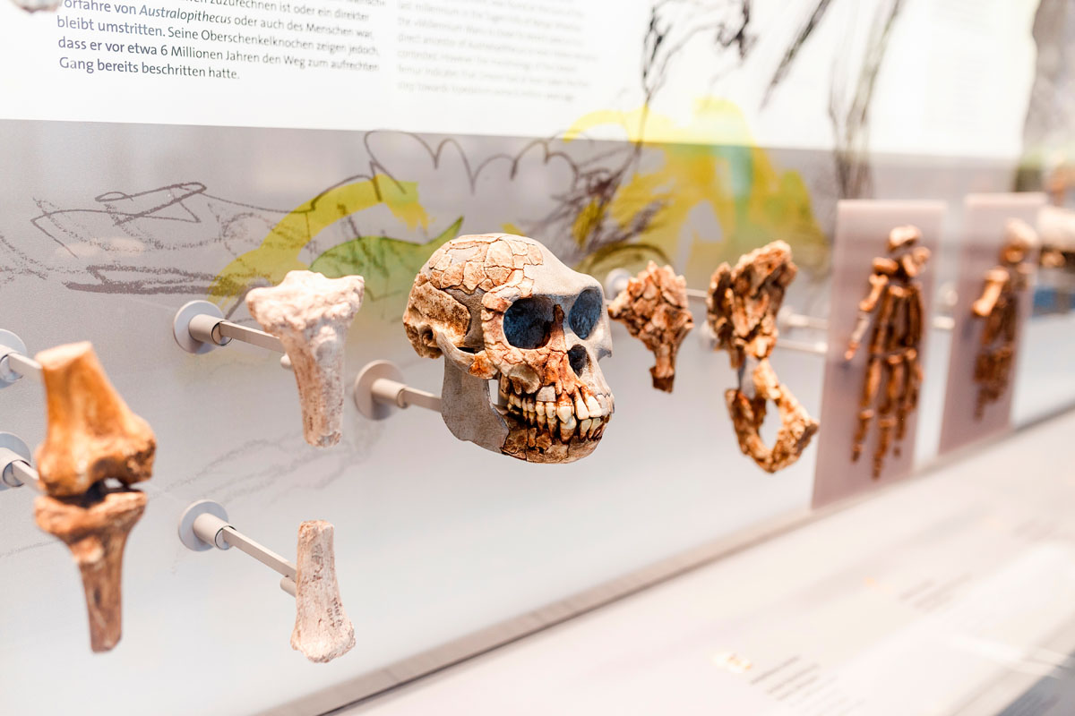 Museo de la Evolución Humana. Burgos. Shutterstock Museo de la Evolución Humana. Burgos. Shutterstock