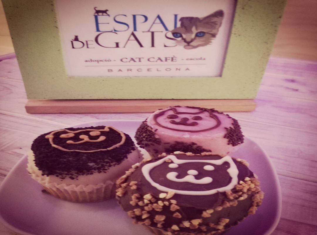 Un desayuno muy gatuno. Foto: Espai DeGats Cat Café. Un desayuno muy gatuno. Foto: Espai DeGats Cat Café.