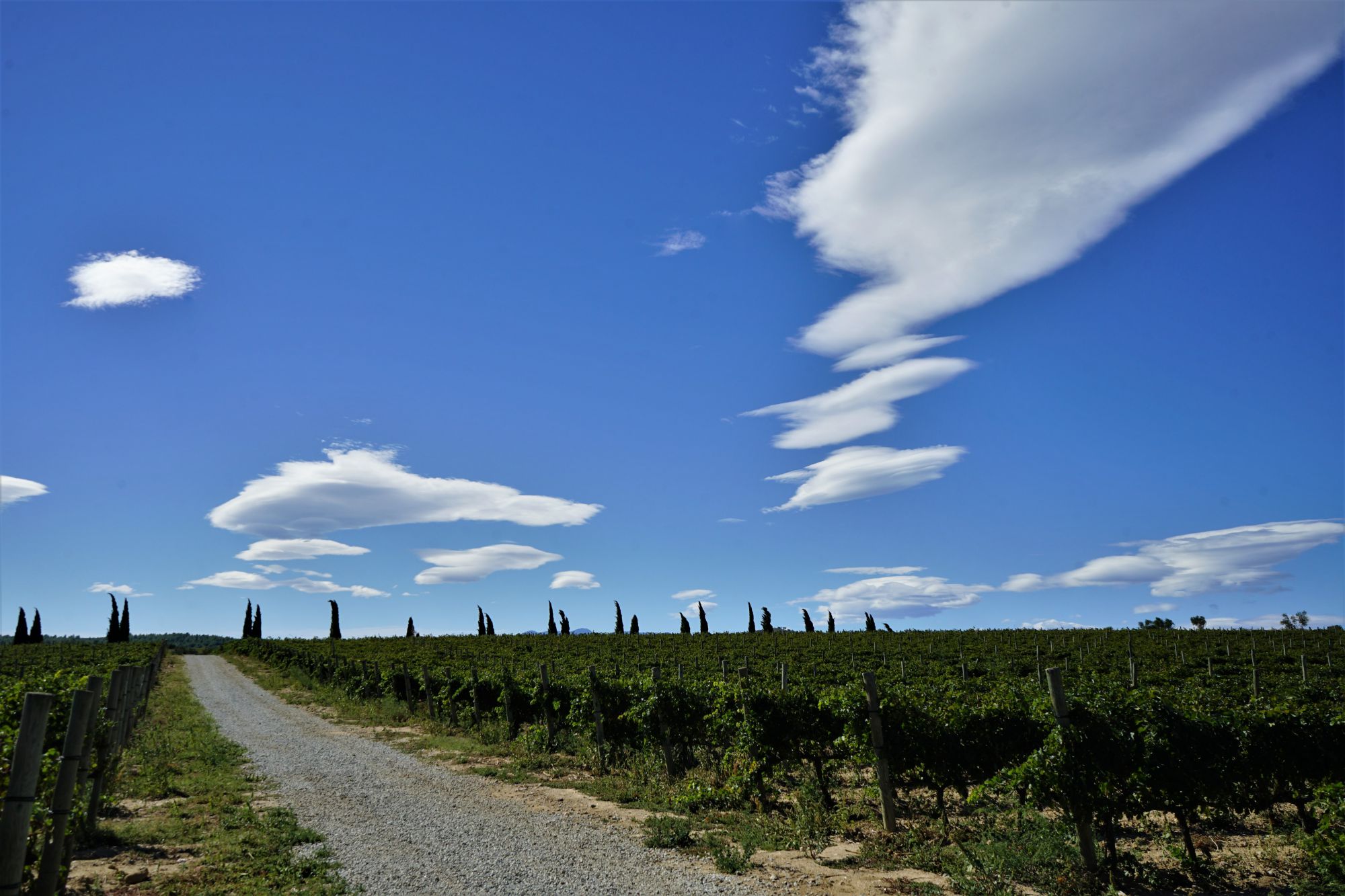 Rodeados de viñedos y de 'cellers' comenzamos la primera de las rutas. Rodeados de viñedos y de 'cellers' comenzamos la primera de las rutas.