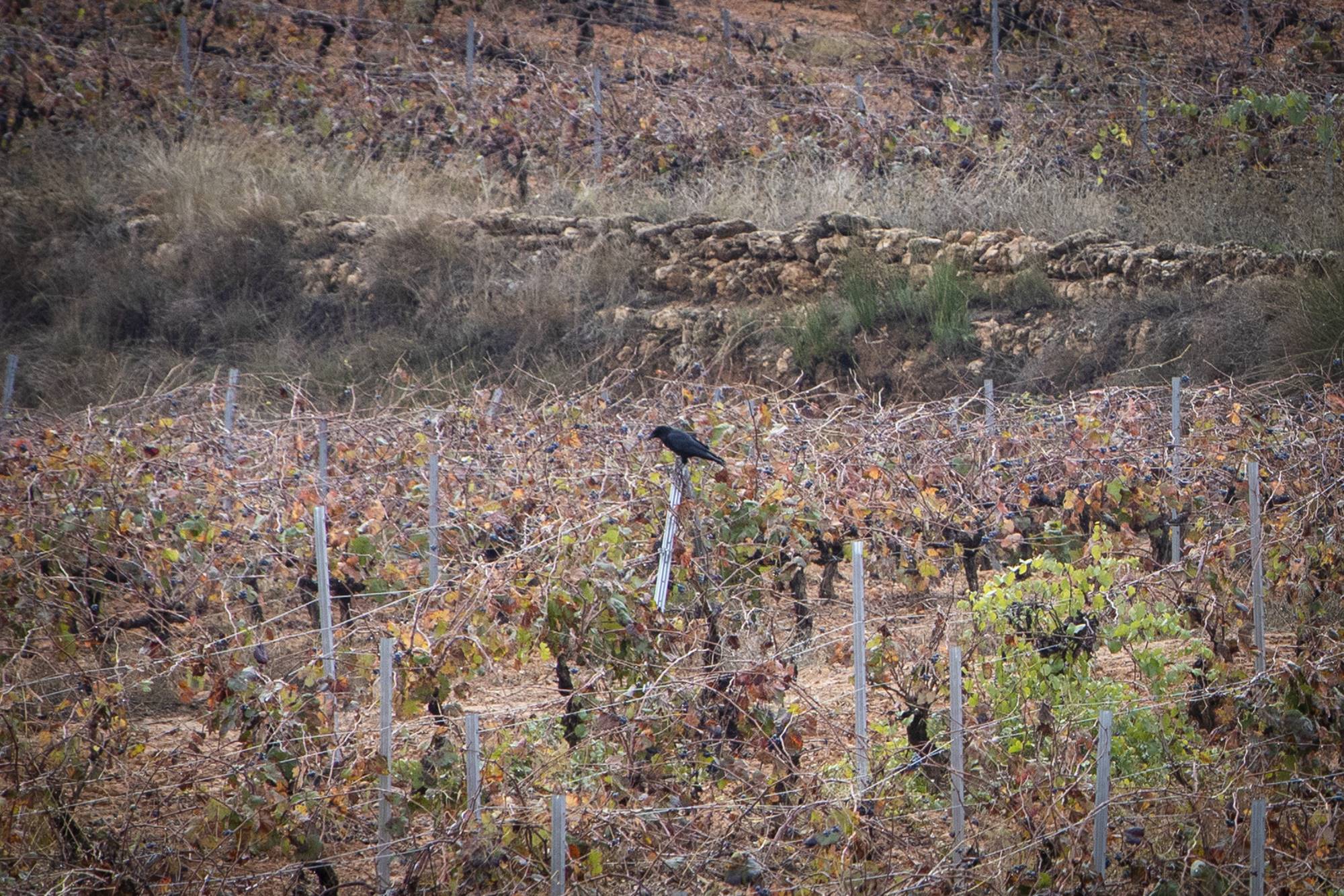 Una corneja se posa entre en el viñedo ante los ojos de los visitantes. Una corneja se posa entre en el viñedo ante los ojos de los visitantes.