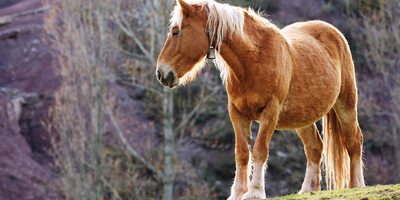 Caballo en los prados de la zona. Caballo en los prados de la zona.