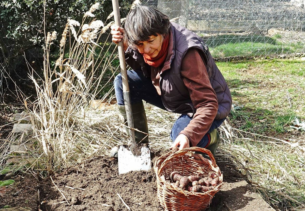 Recolectando el tupinambo en temporada. Foto: Outback Spain. Recolectando el tupinambo en temporada. Foto: Outback Spain.