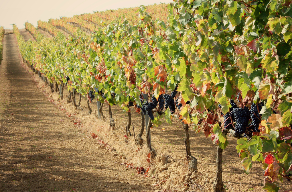 Viñas esperando su maduración perfecta. Viñas esperando su maduración perfecta.