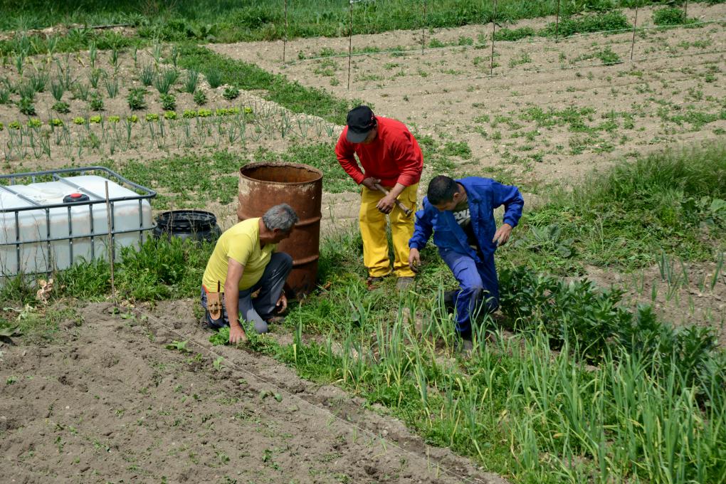 Agricultores plantando cebollas en el Valle de Sedano. Agricultores plantando cebollas en el Valle de Sedano.