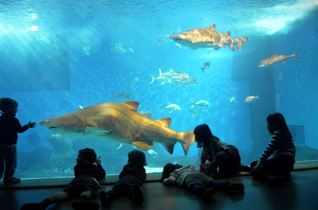 Tiburones en las piscinas del acuario. Foto: Acuario de Sevilla. Tiburones en las piscinas del acuario. Foto: Acuario de Sevilla.