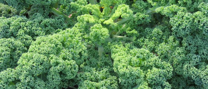 Kale. Kale.