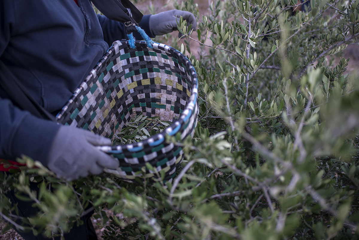 Los jornaleros portan un 'macaco' amarrado a la cintura para ir echando las acebuchinas. Los jornaleros portan un 'macaco' amarrado a la cintura para ir echando las acebuchinas.