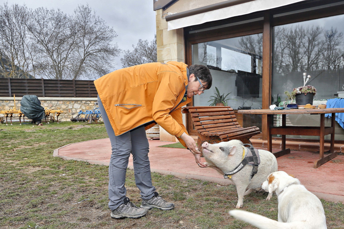 'Bulla' ha sido criada entre perros truferos y como un can más de la casa. 'Bulla' ha sido criada entre perros truferos y como un can más de la casa.
