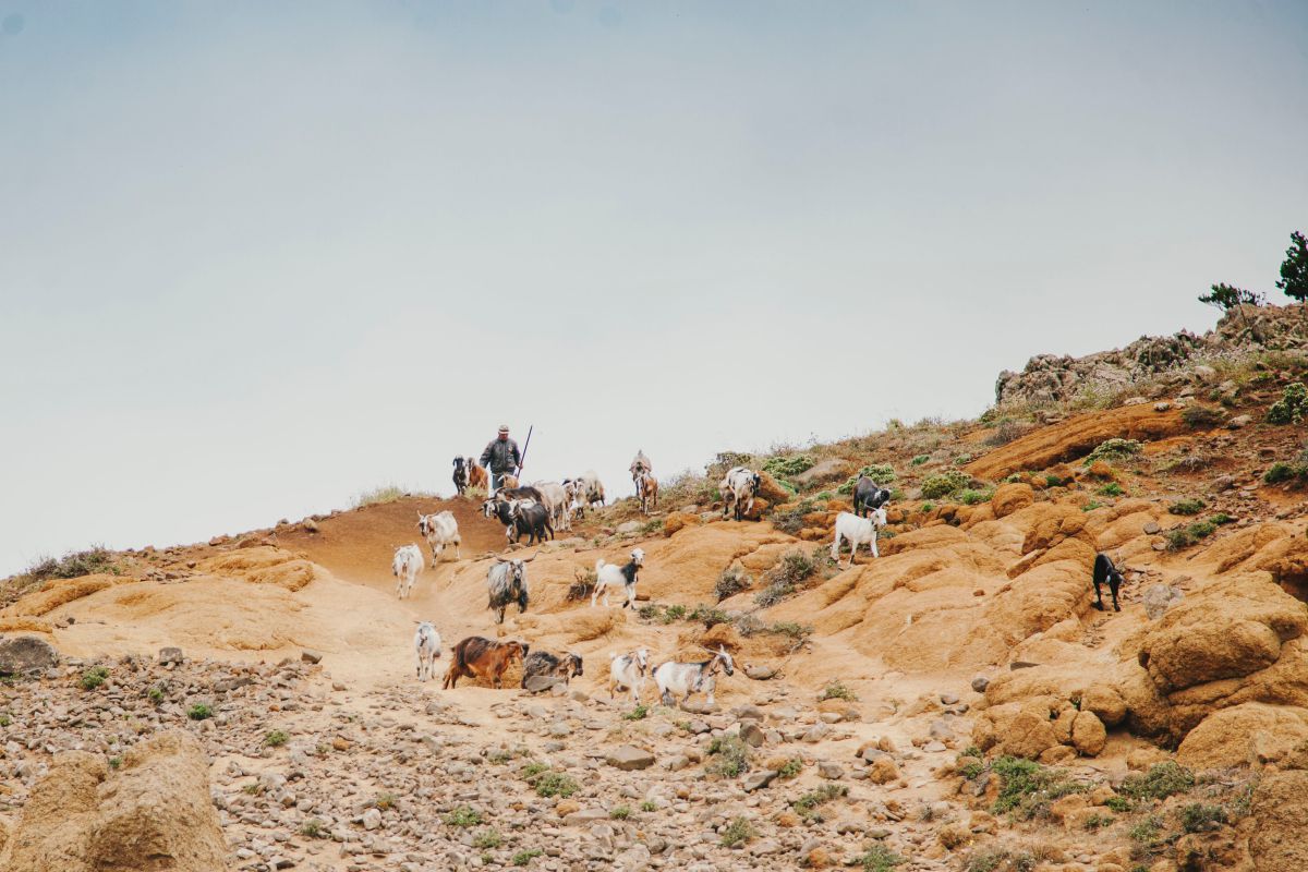Un pastor con cabras por el parque rural de Teno, en Tenerife. Un pastor con cabras por el parque rural de Teno, en Tenerife.