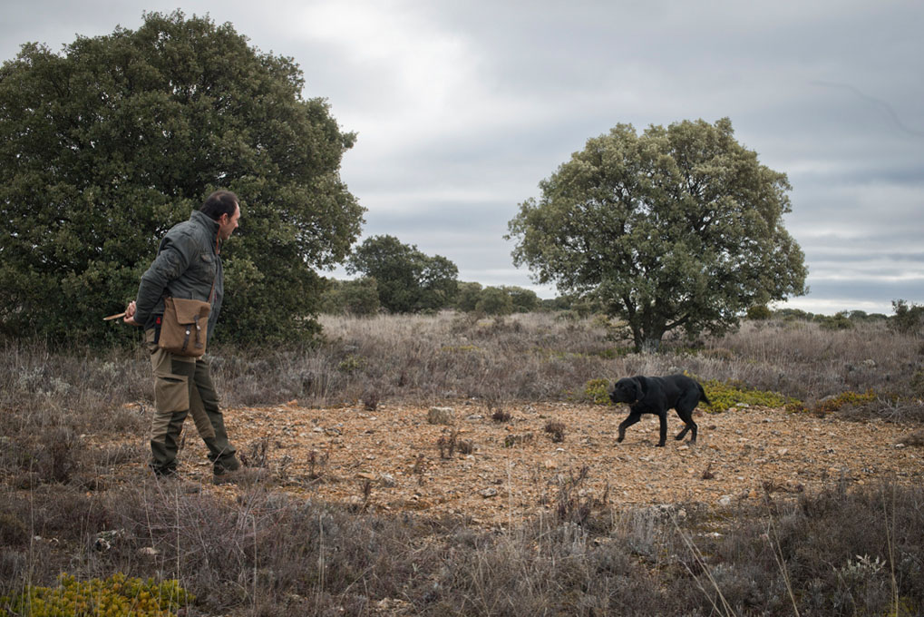 José Luis pasea por el monte junto a Pinto, un Golden negro con cruce de labrador de dos años. José Luis pasea por el monte junto a Pinto, un Golden negro con cruce de labrador de dos años.