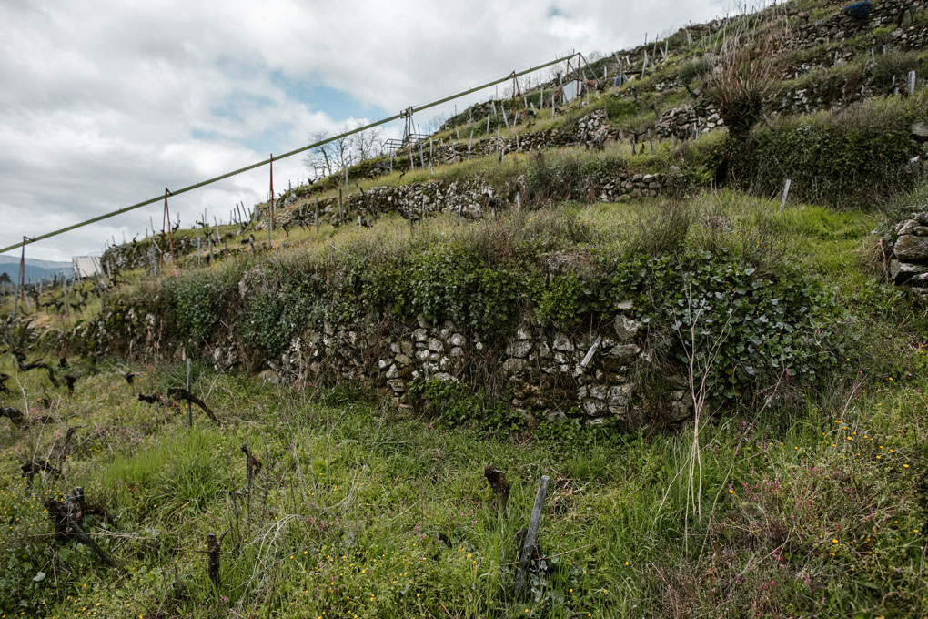 En la centenaria 'Finca Rosende', vides rodeadas de hierbas y plantas para estresarlas y que crezcan más fuertes. En la centenaria 'Finca Rosende', vides rodeadas de hierbas y plantas para estresarlas y que crezcan más fuertes.