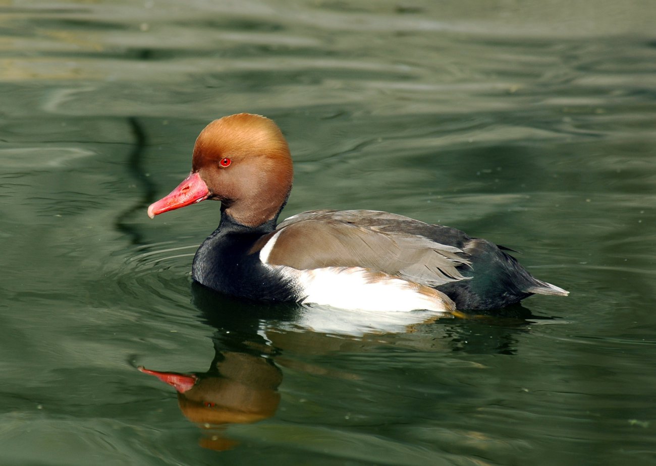 Parque Nacional Daimiel: pato colorado Parque Nacional Daimiel: pato colorado