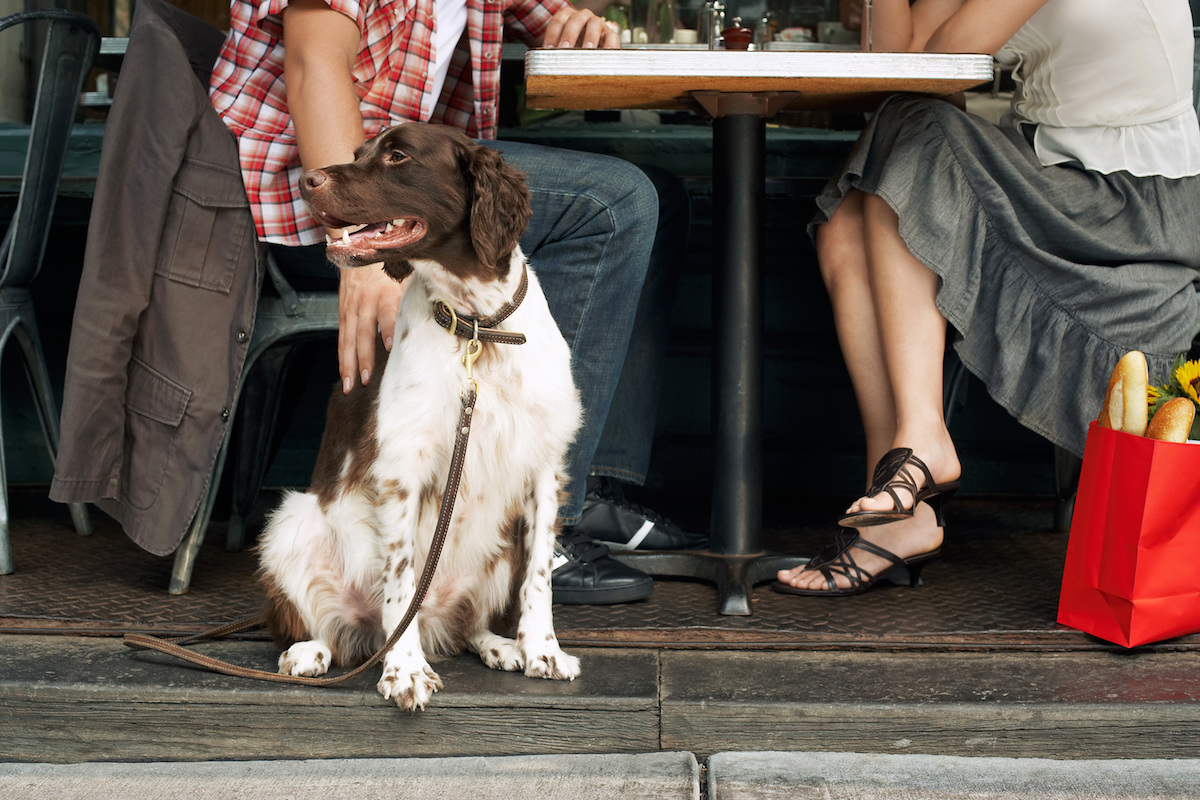 Perro en restaurante Perro en restaurante