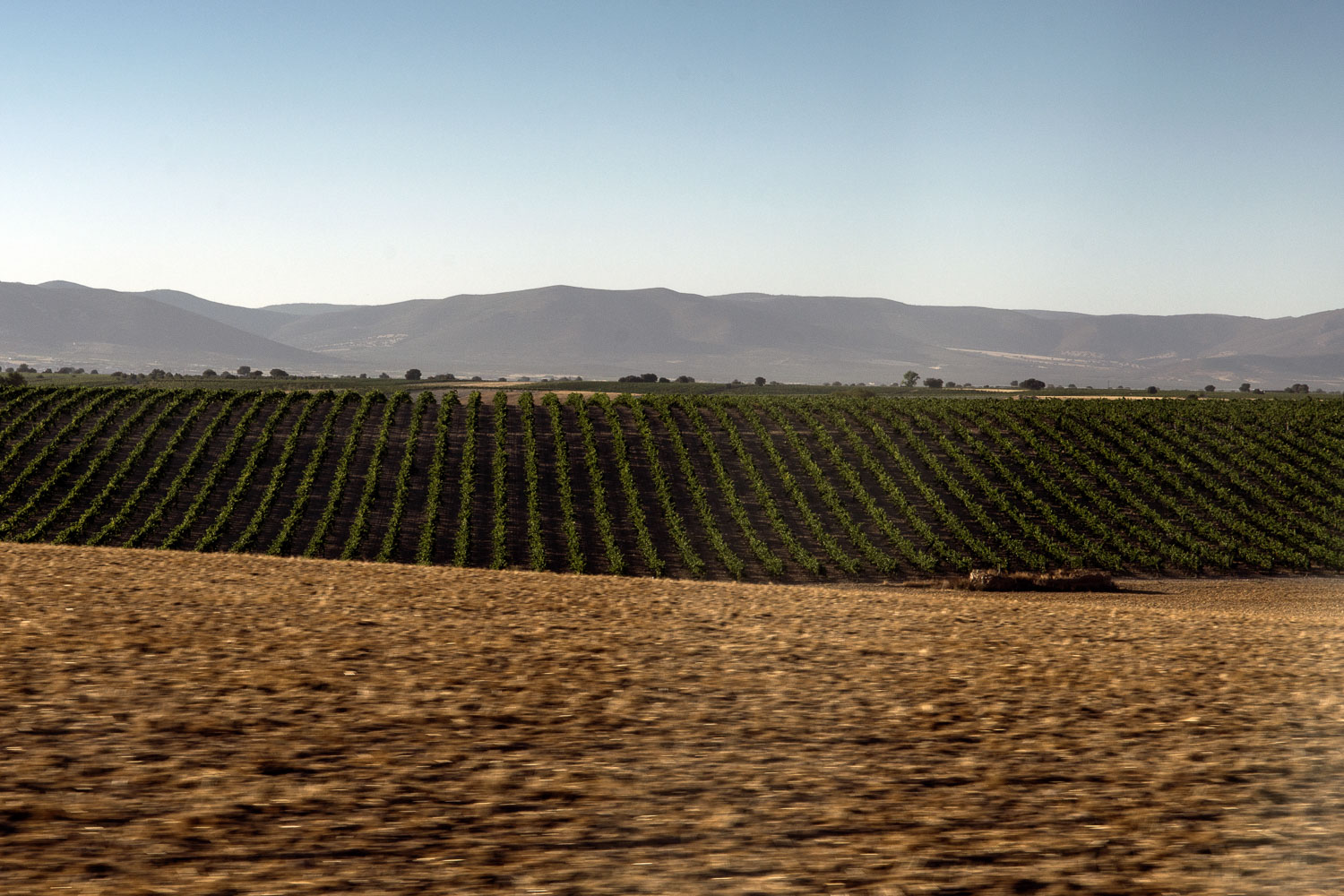 Viñedos de la Mancha. Viñedos de la Mancha.