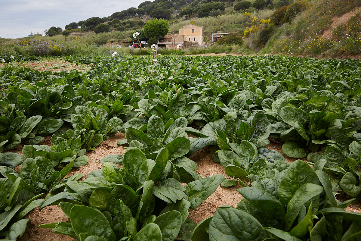 Plantación de espinacas de la finca de Can Met, de donde se abastece el local. Plantación de espinacas de la finca de Can Met, de donde se abastece el local.