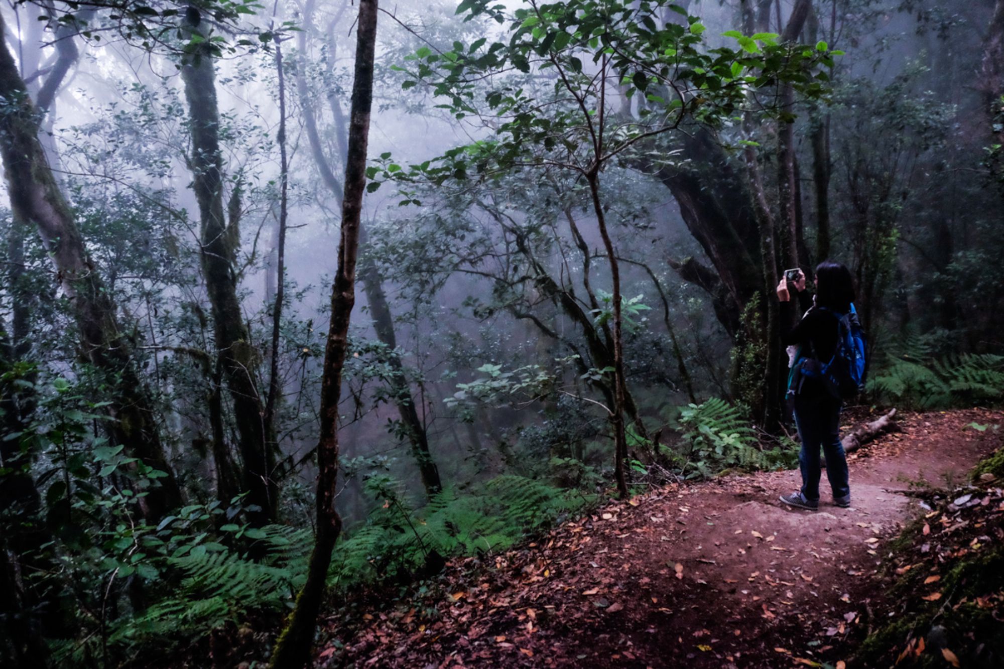 En el corazón de la Isla de La Gomera, en el parque nacional de Garajonay, los aquelarres eran frecuentes. Foto: Hugo Palotto. En el corazón de la Isla de La Gomera, en el parque nacional de Garajonay, los aquelarres eran frecuentes. Foto: Hugo Palotto.