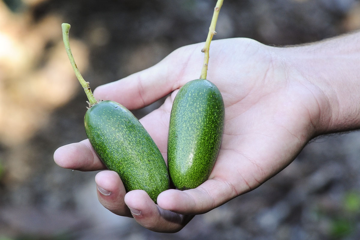 Dos aguacates que no se han desarrollado, los conocidos como "abortos". Muy apreciados por su tamaño cóctel. Dos aguacates que no se han desarrollado, los conocidos como "abortos". Muy apreciados por su tamaño cóctel.