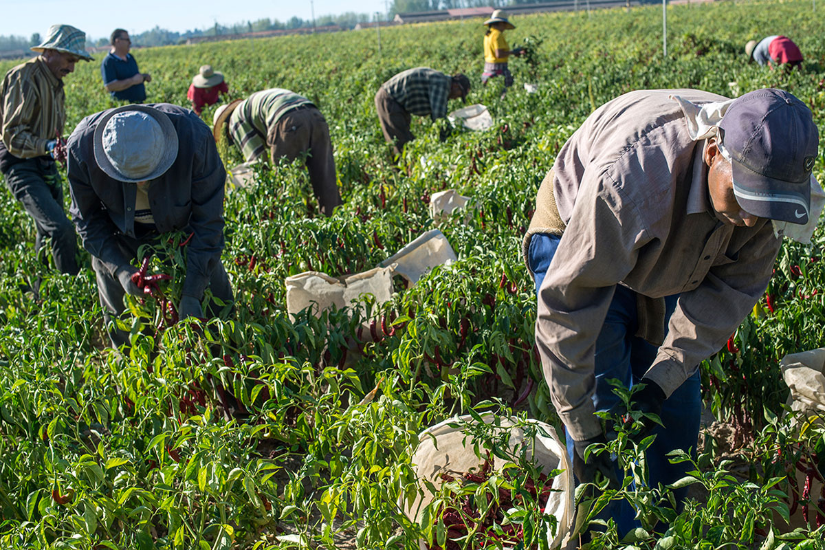 La recogida del pimiento en la tierra es un trabajo duro. La recogida del pimiento en la tierra es un trabajo duro.