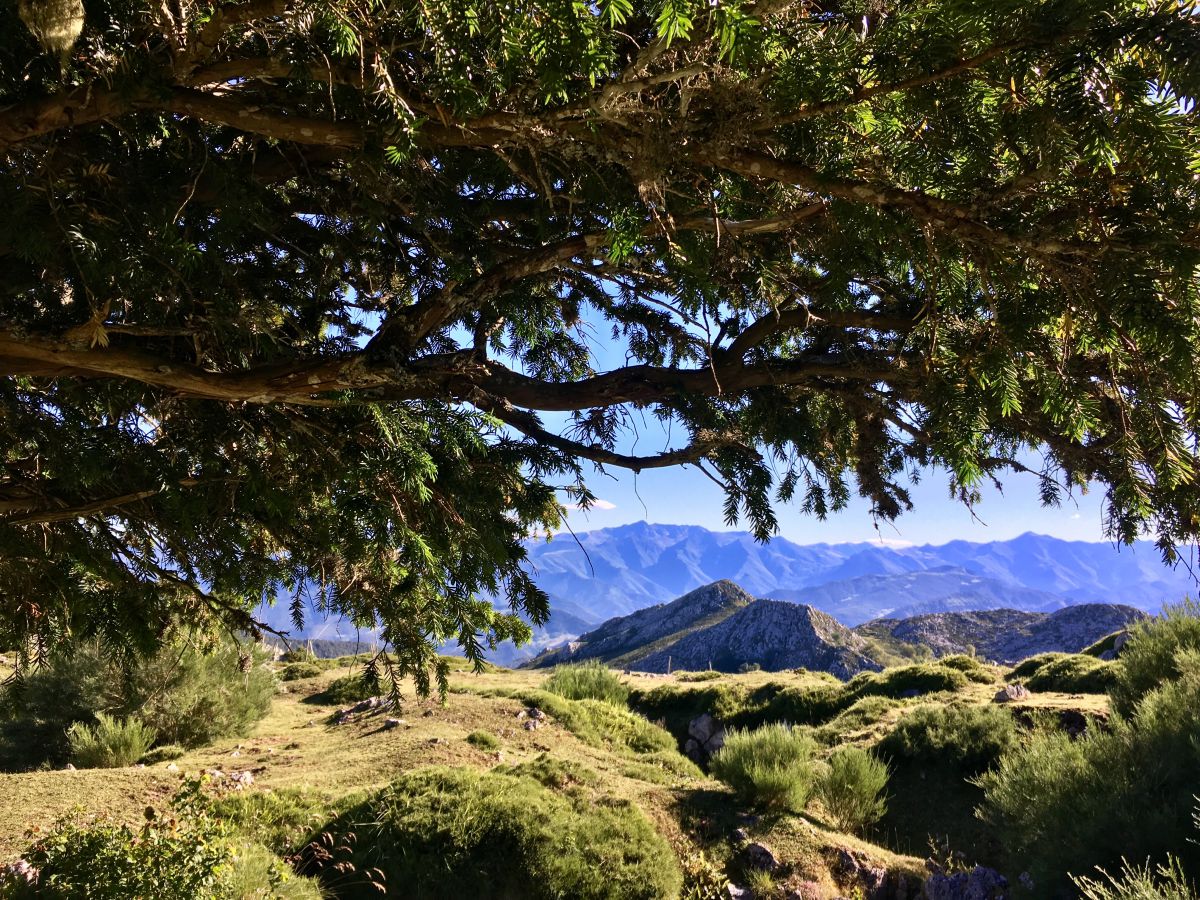 Las montañas palentinas vistas desde la Braña de los Tejos, con un ejemplar centenario, Cantabria. Las montañas palentinas vistas desde la Braña de los Tejos, con un ejemplar centenario, Cantabria.