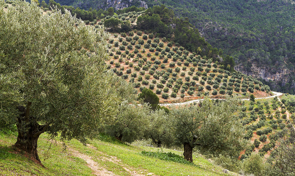 Jaén, el paraíso del aceite y los olivos. Foto: Shutterstock. Jaén, el paraíso del aceite y los olivos. Foto: Shutterstock.