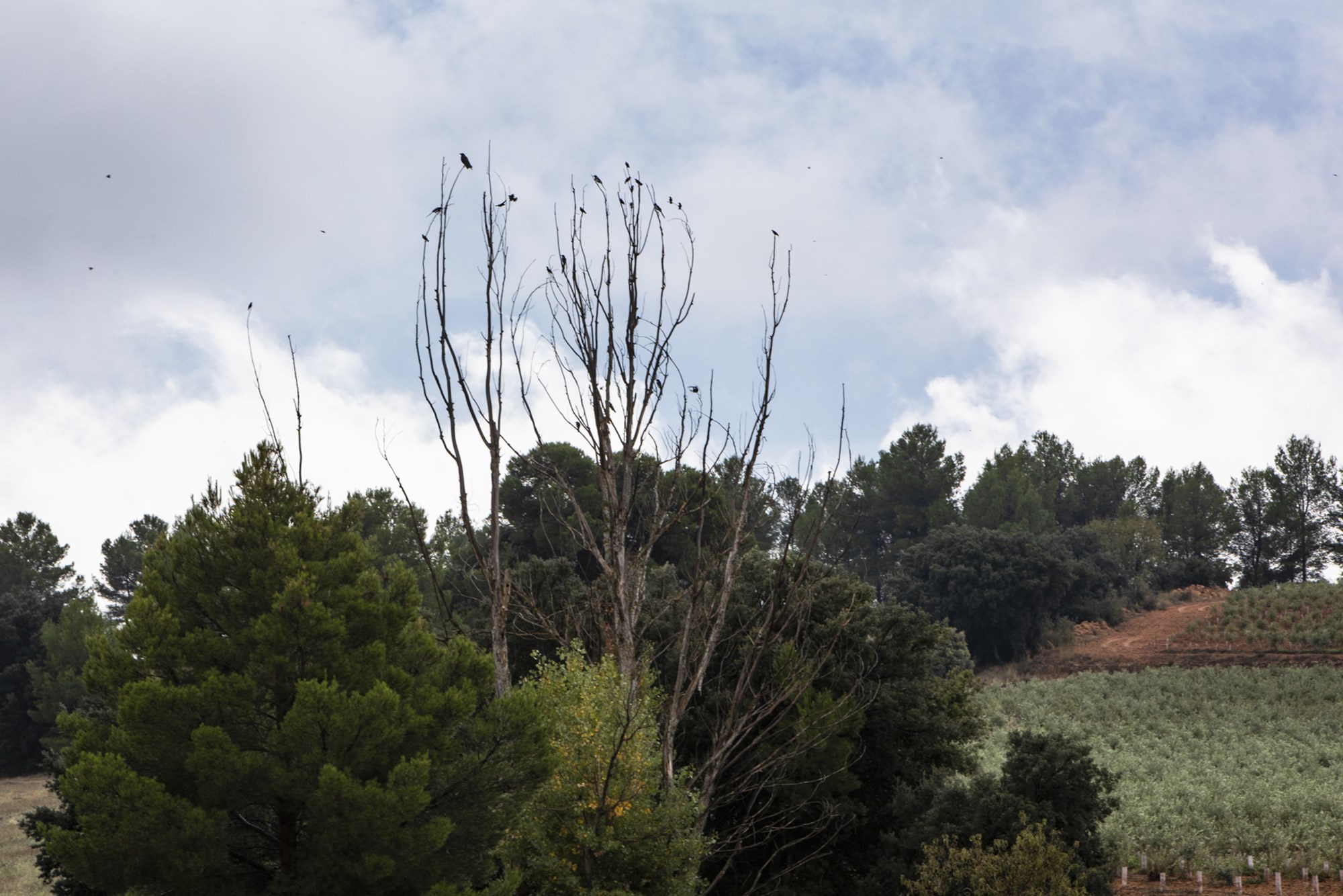 Corneja y estorninos posados en un árbol. Corneja y estorninos posados en un árbol.