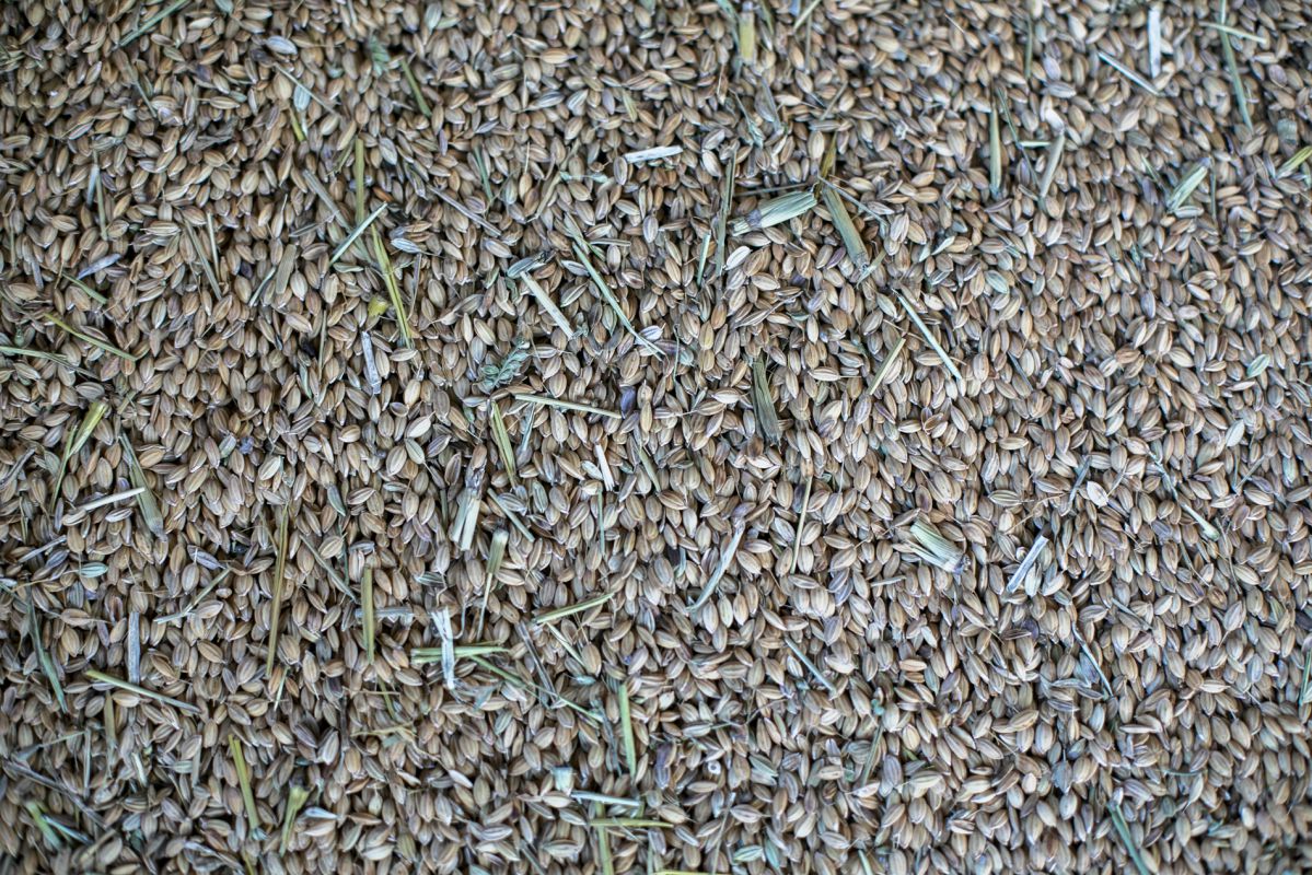 En la Finca Estell se cultivan hasta diez variedades distintas de arroz. En la Finca Estell se cultivan hasta diez variedades distintas de arroz.