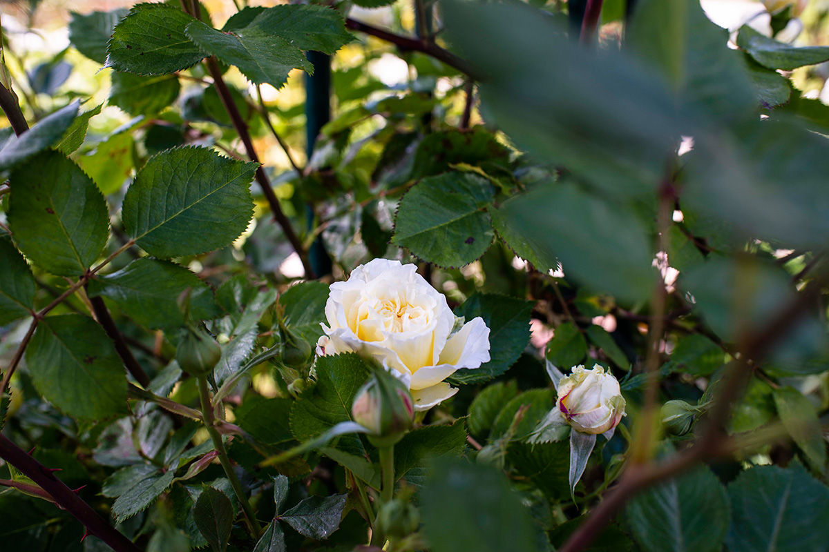 Una rosa blanca rodeada de capullos a punto de abrir en La Rosaleda del Parque del Oeste, Madrid. Una rosa blanca rodeada de capullos a punto de abrir en La Rosaleda del Parque del Oeste, Madrid.