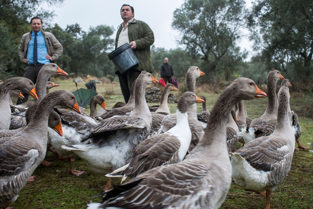 Las ocas son animales muy fieles que viven en familias. Las ocas son animales muy fieles que viven en familias.